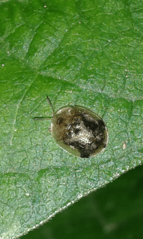 Chrysomelidae: Cassida sp.: S, Cassida piperata, specie aliena